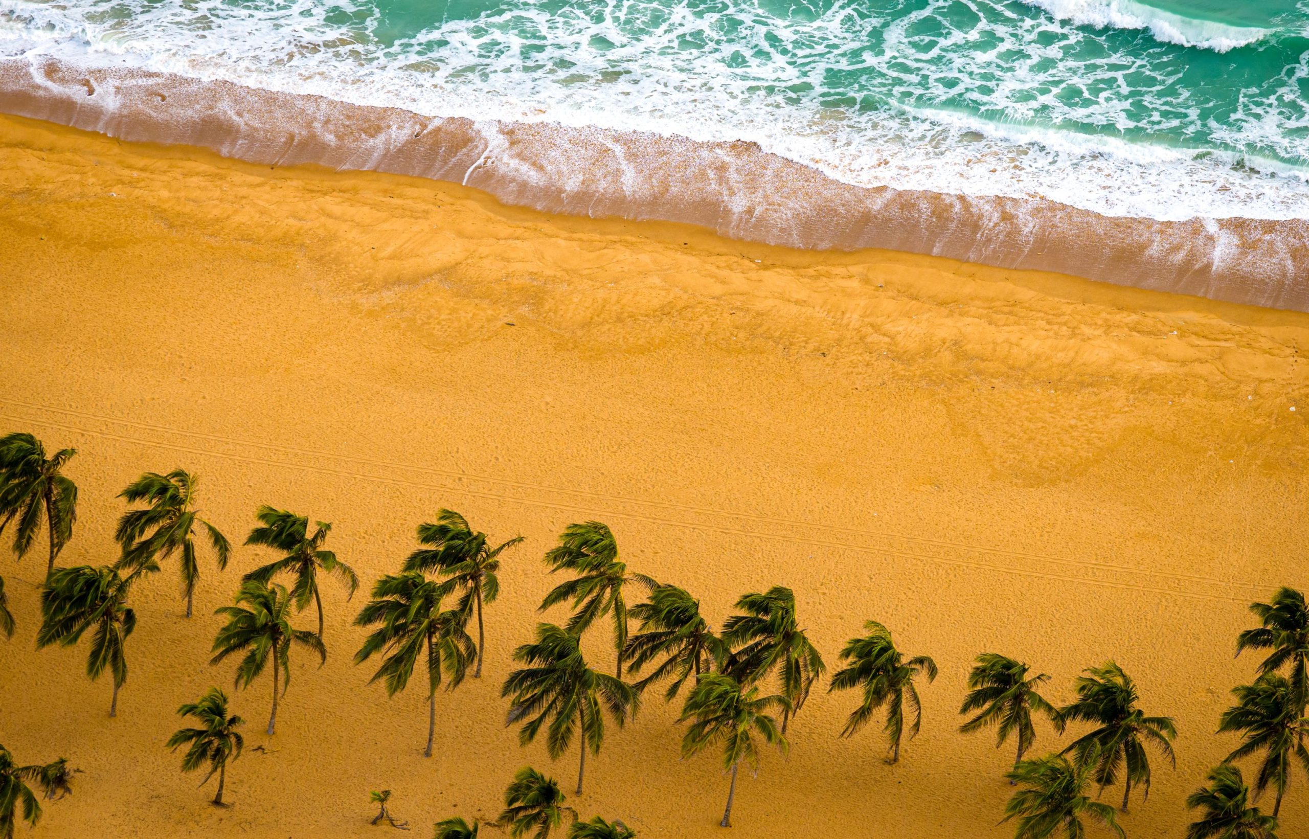 Étendue de sable et cocotiers sur le littoral atlantique du Bénin