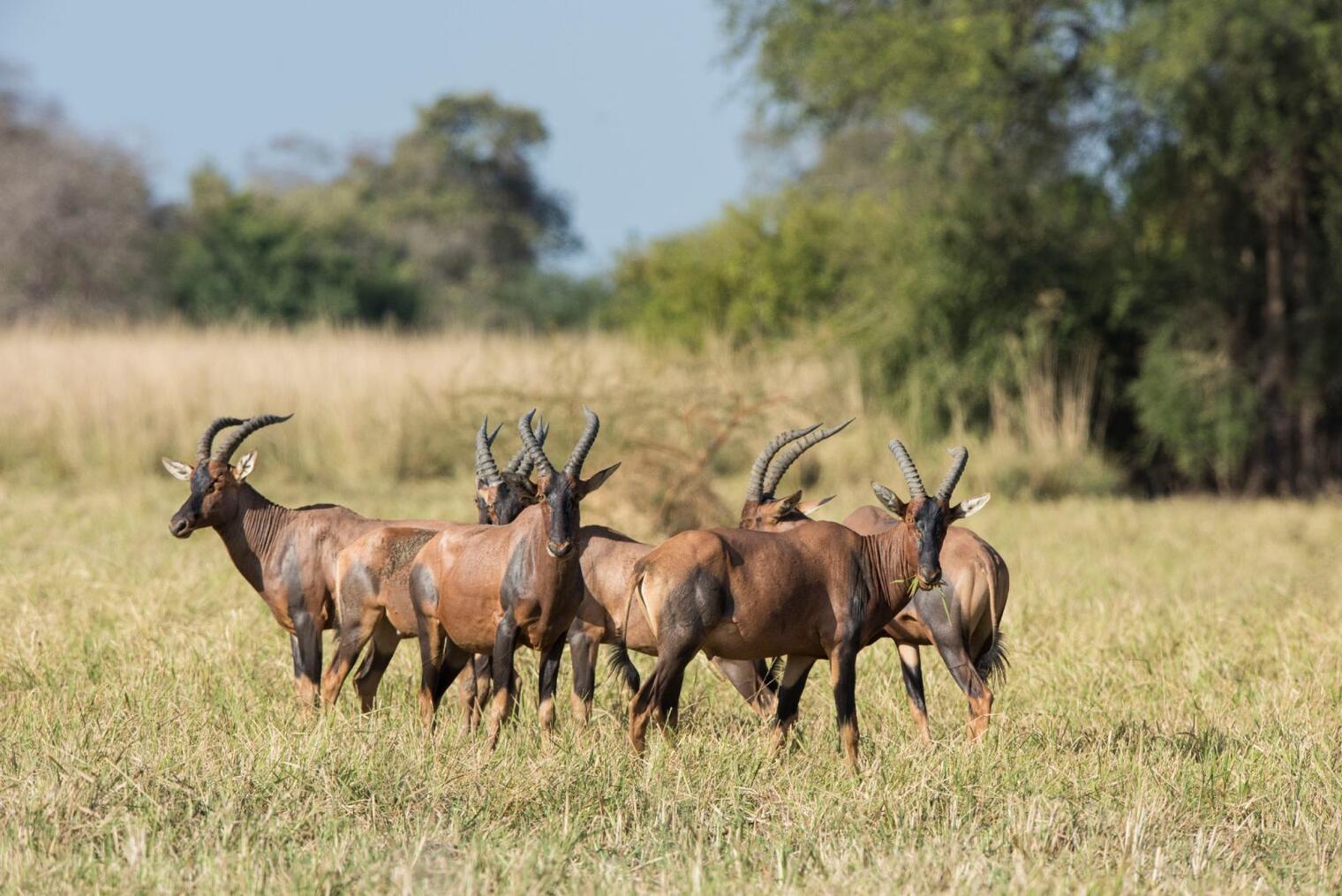 Parc de la Pendjari - Bénin